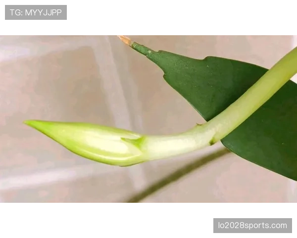 帕尔默的高光表现能否持续，还是只是昙花一现？